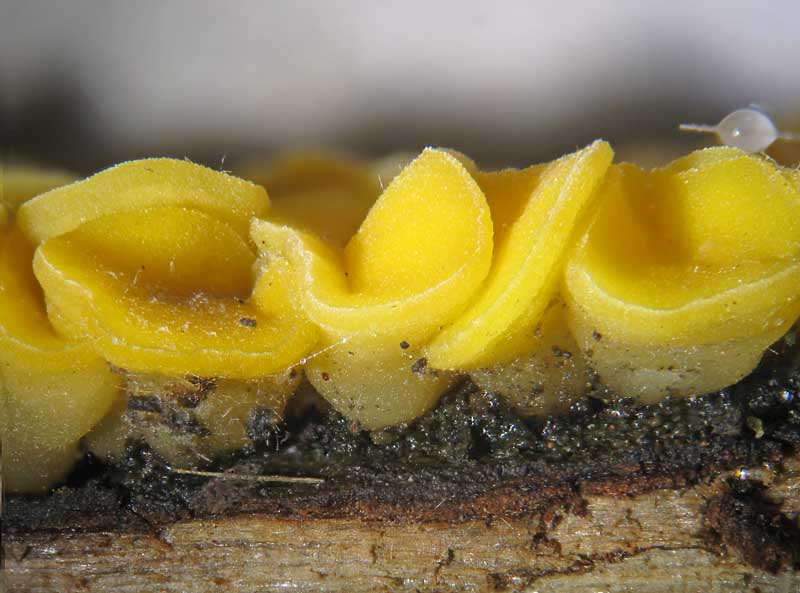 Bisporella citrina